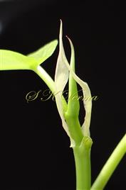  Stipules